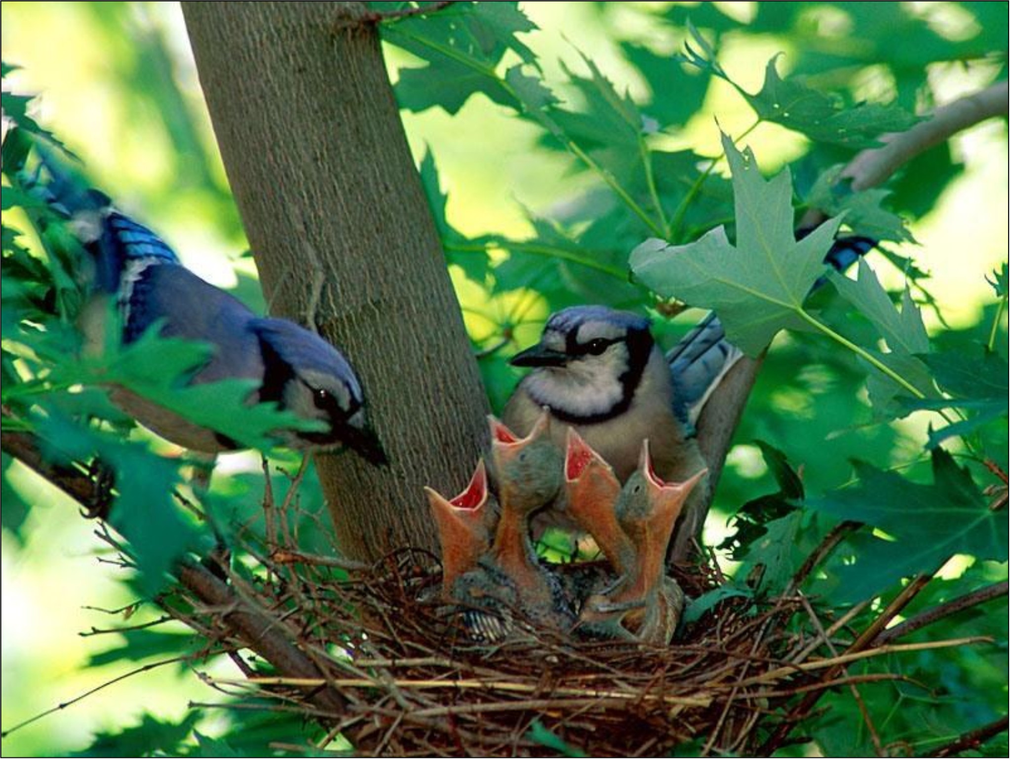 bluebird feeds babies